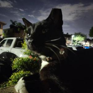 Found Cat Unknown
