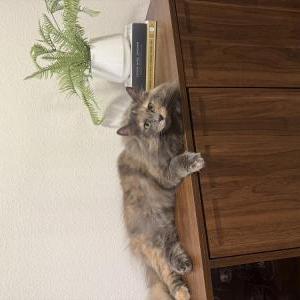 Image of Lou Lou, Lost Cat