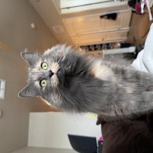 2nd Image of Lou Lou, Lost Cat