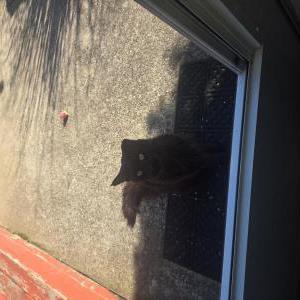 Image of Unknown, Found Cat