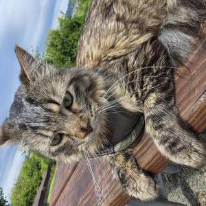 Image of Zeus, Lost Cat