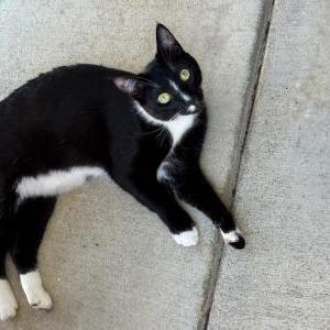 Image of Saniorita, Lost Cat