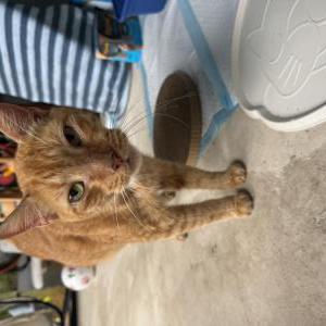Image of Unknown, Found Cat