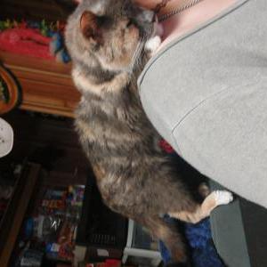 Image of Qt, Lost Cat