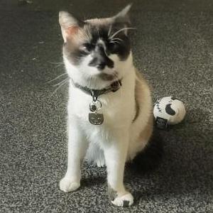 Image of Guy, Lost Cat