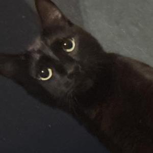 Image of Meowmies, Lost Cat