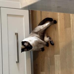 Image of Loki, Lost Cat