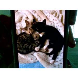 Image of Neko, Lost Cat