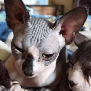 Image of Num Num, Lost Cat