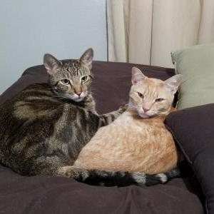 Image of Murphy, Lost Cat