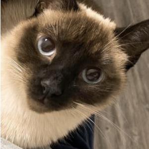 Image of Kumo, Lost Cat