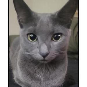 Lost Cat Franny