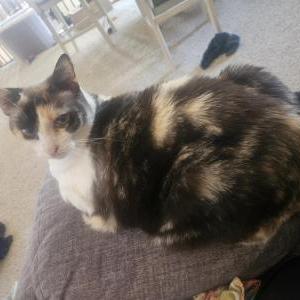 Image of Deande, Lost Cat