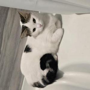 Image of Unknown, Found Cat