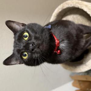 Image of Millie, Lost Cat