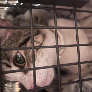 Image of Unknown, Found Cat