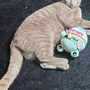Lost 2 Ken (California)