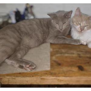2nd Image of Ken, Lost Cat