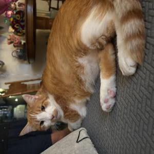 Image of Orangie, Lost Cat