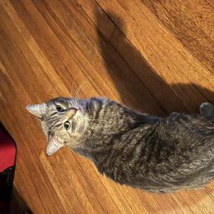 Image of Beans, Lost Cat