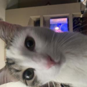 Lost 2 Bella (Arizona)