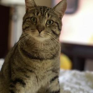 Image of Squillium, Lost Cat