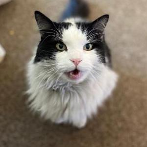 Image of Bast, Lost Cat