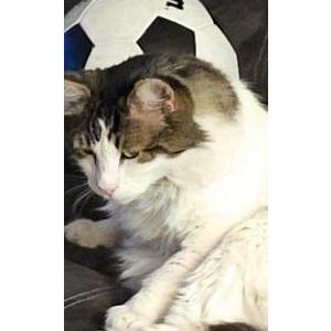 Image of KATT, Lost Cat