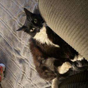 Image of Millie Willigan, Lost Cat