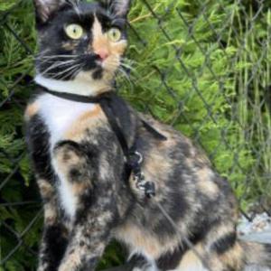 Lost Cat BayLee