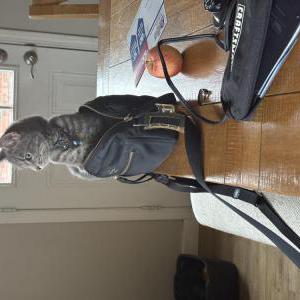 Image of Hera, Lost Cat