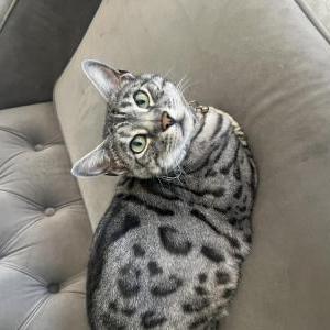 Image of Korra, Lost Cat