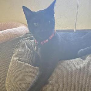 Image of Ares, Lost Cat