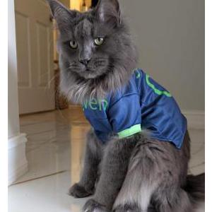 2nd Image of Seven, Lost Cat