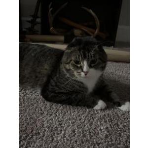 Image of Scottie, Lost Cat