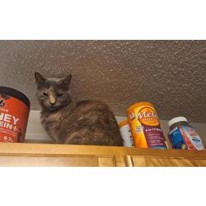 Image of Pickles, Lost Cat