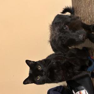 Image of Little Cat, Lost Cat