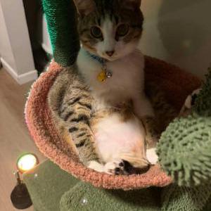 Image of Pickles, Lost Cat