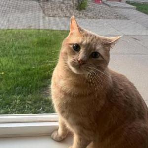 Image of Bob, Lost Cat