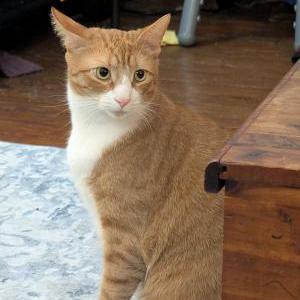 Image of Meatball, Lost Cat
