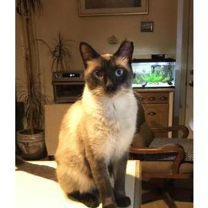 Image of Garfield, Lost Cat