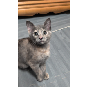 Image of Taro, Lost Cat