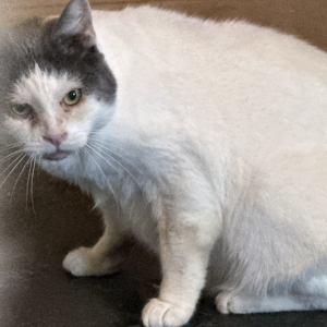 Image of Wilson, Lost Cat