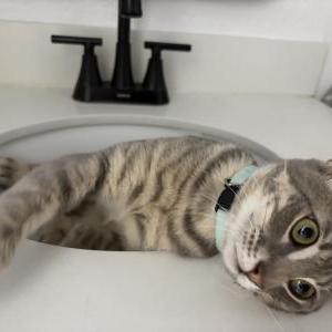 Image of Larry, Lost Cat