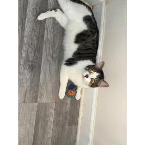 Lost Cat Firu