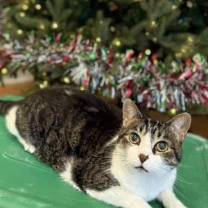 Image of Cookie, Lost Cat