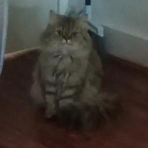 Image of Boujee, Lost Cat
