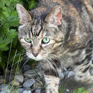 Image of Emma, Lost Cat