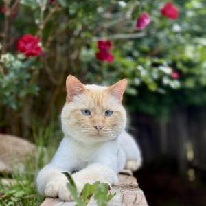 Image of Ghost, Lost Cat