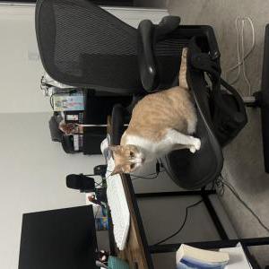 Image of Matilda, Lost Cat